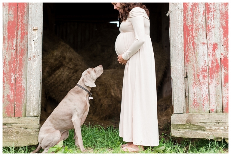 Blacksburg Baby Photography,Blacksburg Maternity Photography,Farm Maternity Photos,Roanoke Baby Photography,Roanoke Maternity Photography,Weimaraner,