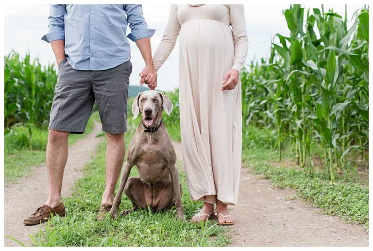 Blacksburg Baby Photography,Blacksburg Maternity Photography,Farm Maternity Photos,Roanoke Baby Photography,Roanoke Maternity Photography,Weimaraner,