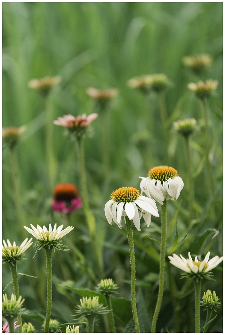 Blacksburg Wedding Photographer,Charlottesville Wedding Photographer,Hahn Horticulture Garden Wedding,Ithaca Wedding Photographer,Roanoke Wedding Photographer,Virginia Tech Wedding,